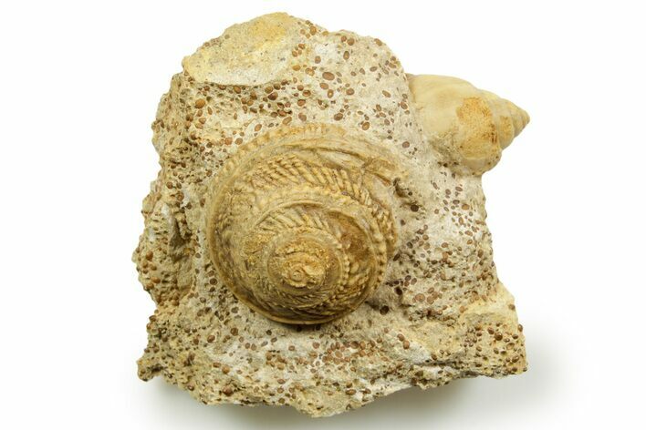 Jurassic Sea Snail (Obornella & Ampullospira) Fossils - France #367817